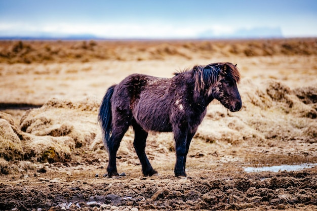 Caballo de pie en el campo