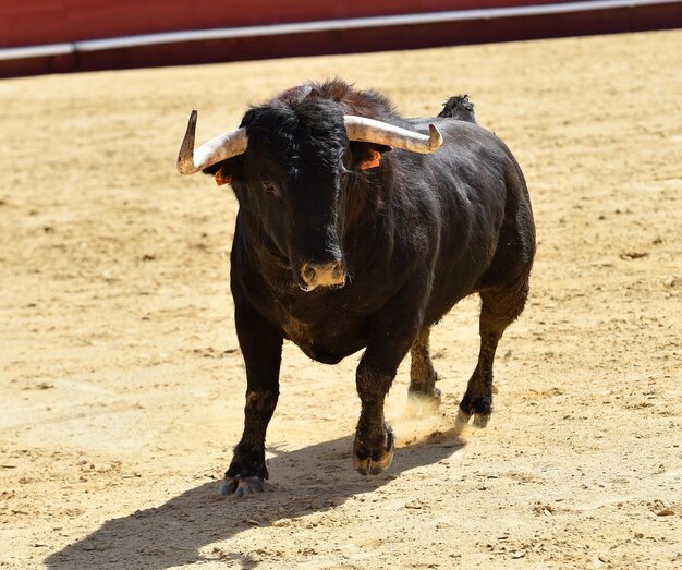 Foto caballo de pie en un campo