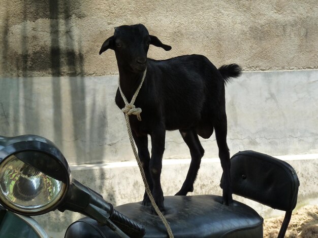 Foto caballo de pie en un coche