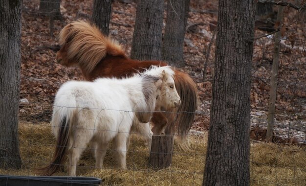 Foto caballo de pie contra los árboles