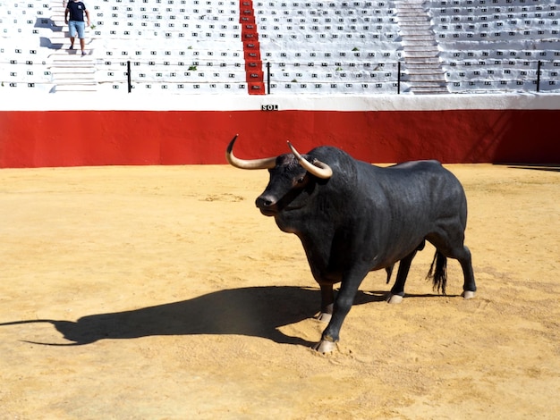 Foto caballo de pie en un corral