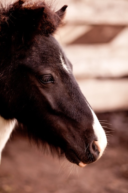 Un caballo de pie detrás de una antigua valla de madera en una granja de caballos