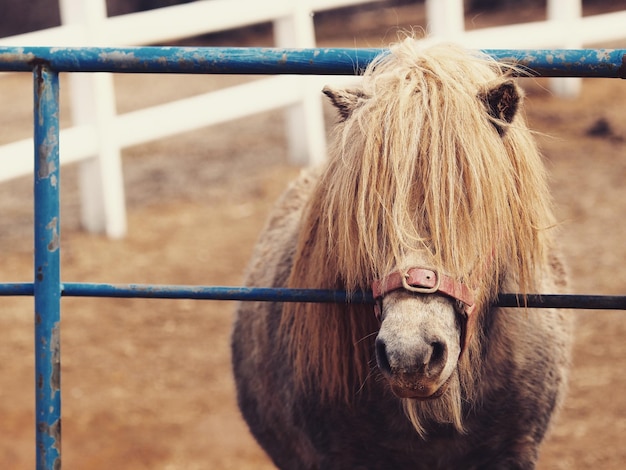 Caballo de pie detrás de la valla