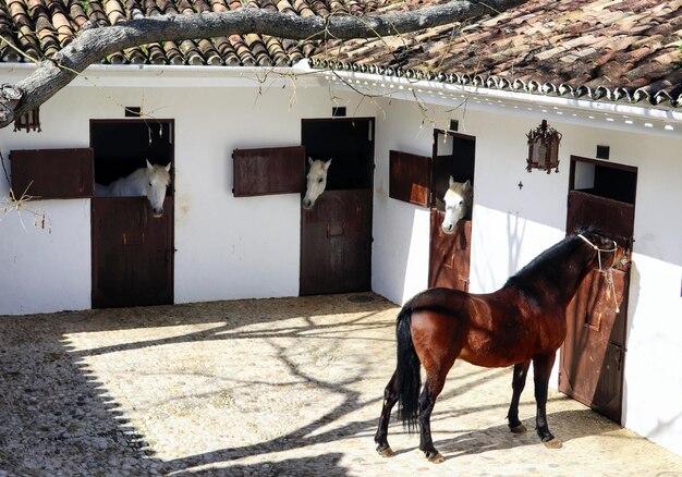 Foto caballo de pie en un edificio