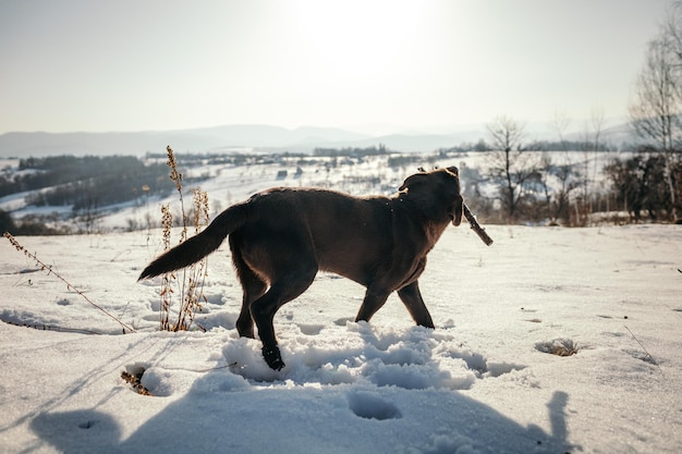 Un caballo de pie encima de un campo cubierto de nieve.