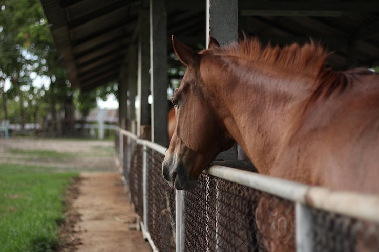 Foto caballo de pie en el establo
