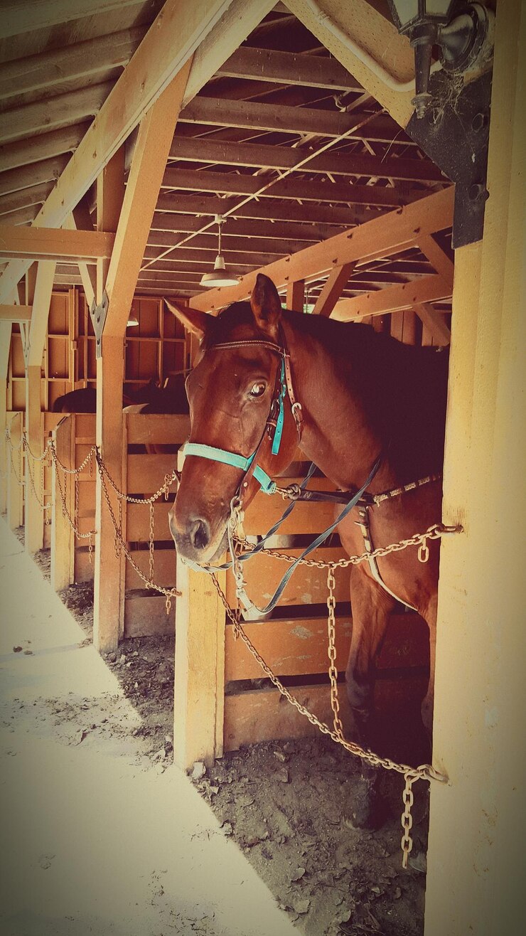 Foto caballo de pie en el establo