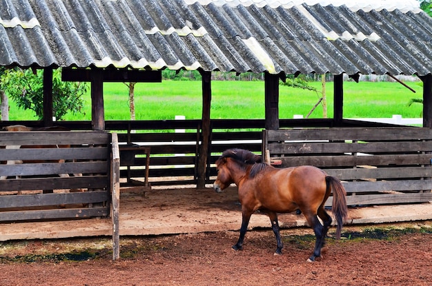 Foto caballo de pie en el establo