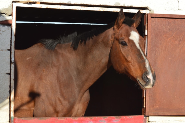 Foto caballo de pie en el establo