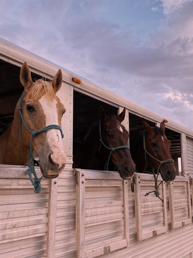 Foto caballo de pie en el establo