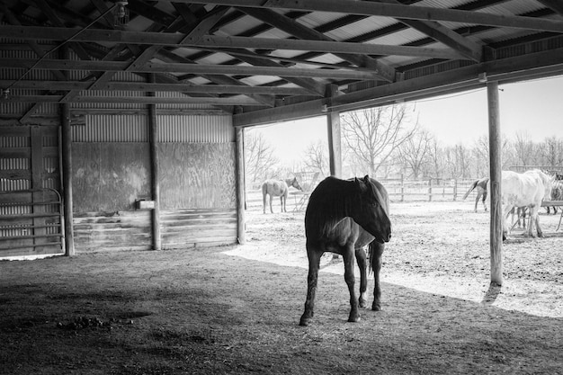 Foto caballo de pie junto a los árboles contra el cielo