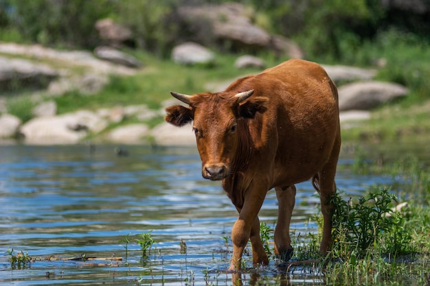 Caballo de pie en un lago