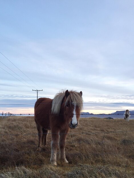 Foto caballo de pie en el paisaje