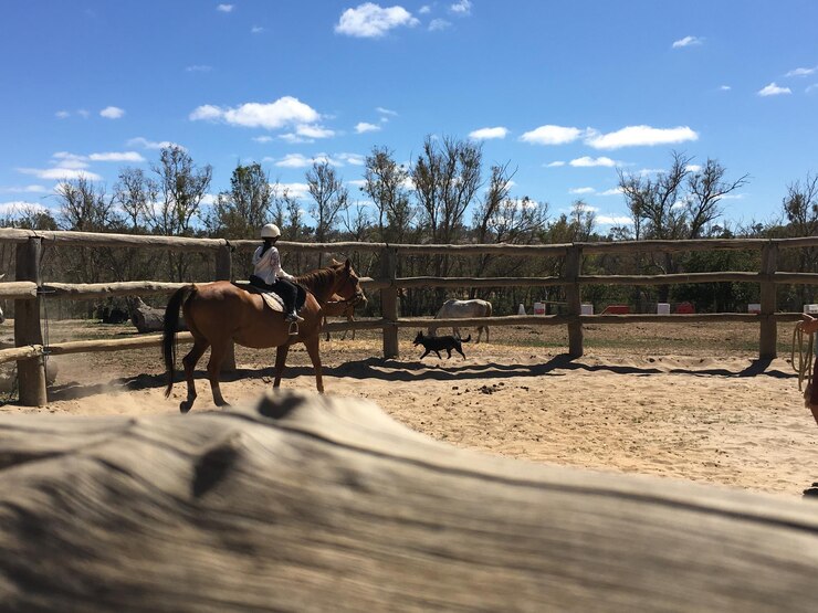 Foto caballo de pie en el rancho contra el cielo