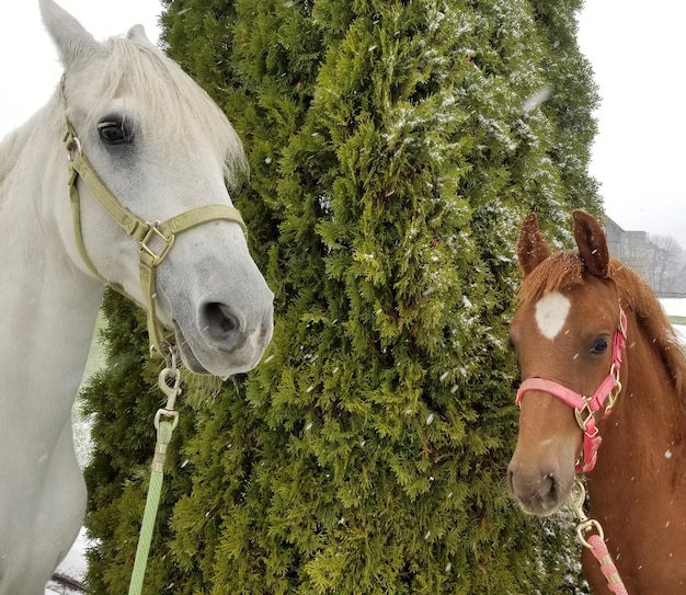 Foto caballo de pie en el rancho