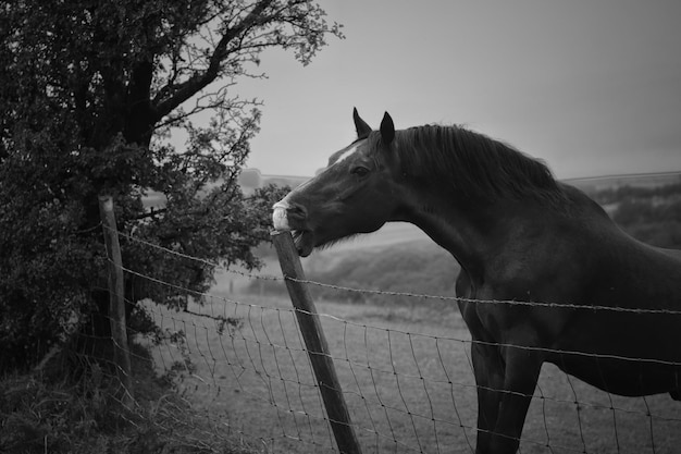 Caballo de pie en el rancho