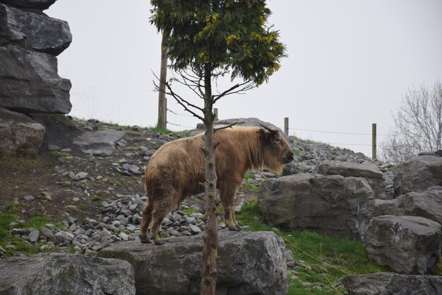 Foto caballo de pie en la roca contra el cielo