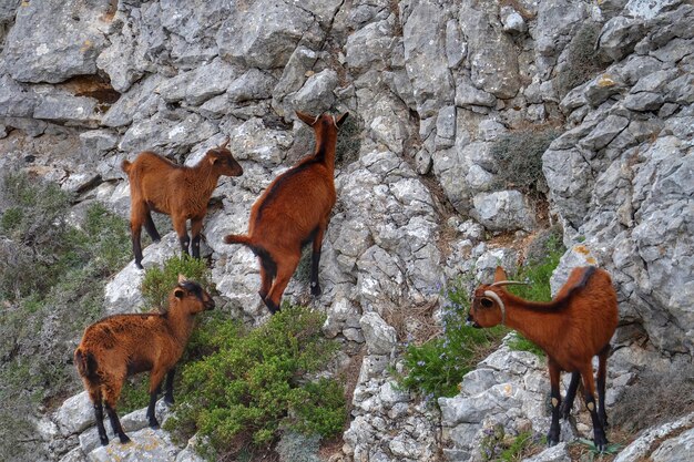 Foto caballo de pie en la roca