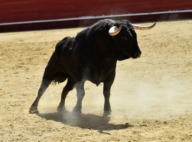 Foto caballo de pie en el suelo