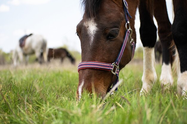 Este caballo pinto come pasto verde