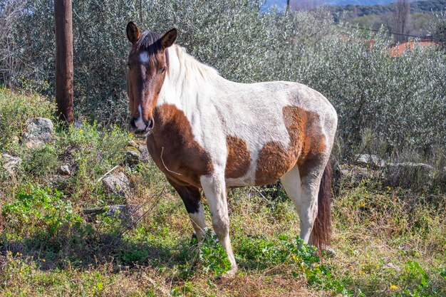 Un caballo con una pintura marrón y blanca en la cara se encuentra en un campo.