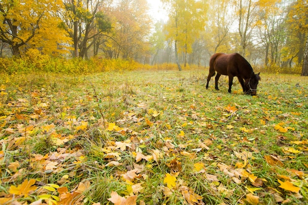 caballo, posición, en, bosque