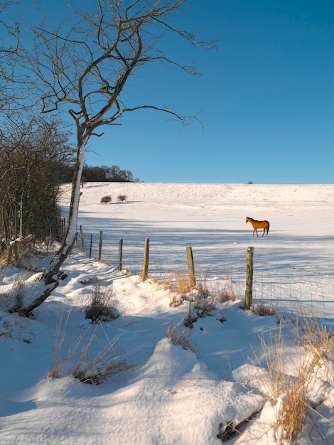 Caballo en un potrero lleno de nieve en North Yorkshire, Inglaterra