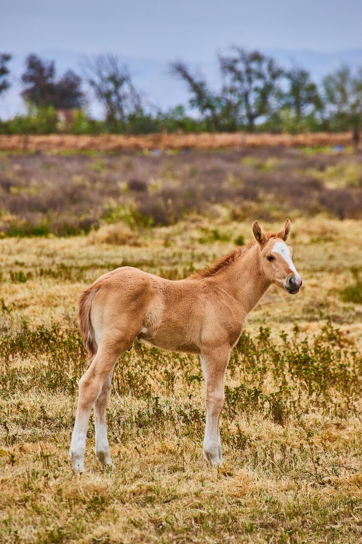 Caballo potro bebé en un gran campo de pastos