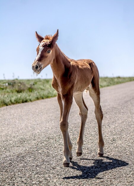 Foto caballo potro en el camino