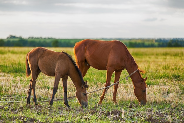 Caballo y potro pastando en el campo