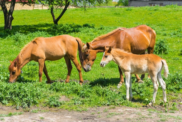 Caballo y potro en pastoreo