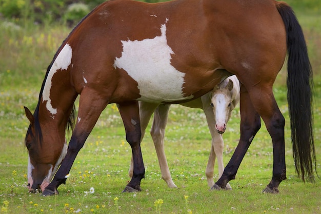 Caballo y potro en el prado