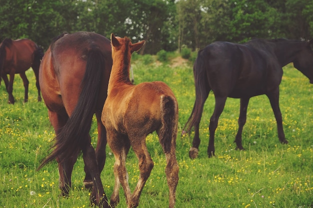 Caballo y potro sobre hierba verde