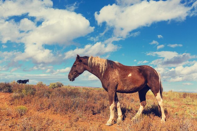 caballo, en, pradera