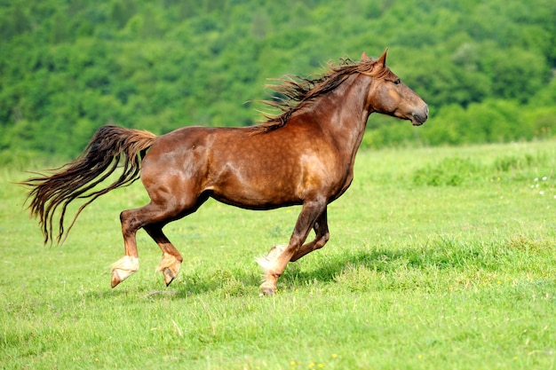 Foto caballo, en, pradera