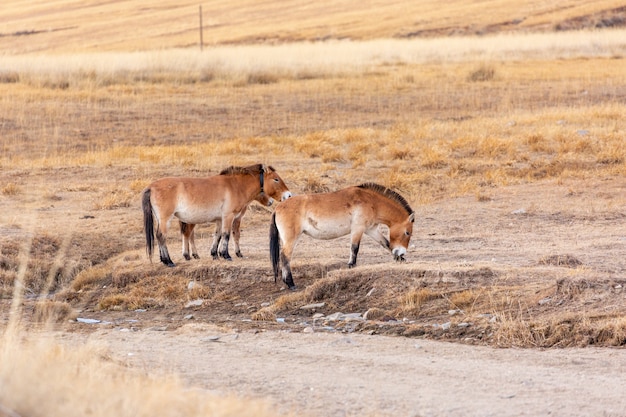 Un caballo de Przewalski en el parque nacional khustain nuruu mongolia durante el atardecer