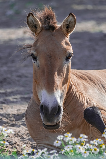 Caballo Przewalski