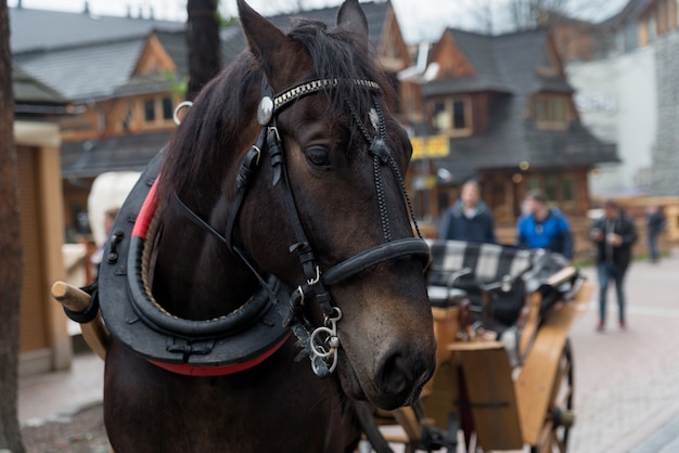 Caballo en el pueblo de Zakopane, Polonia, Polonia