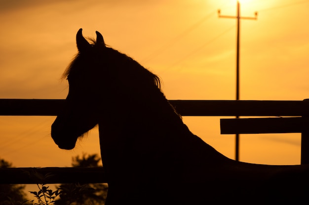 Caballo en la puesta del sol