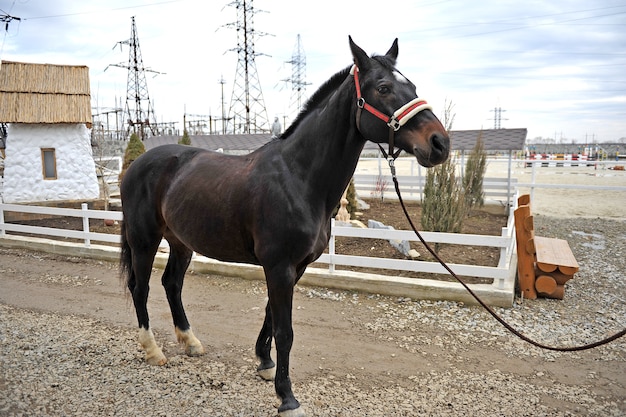 Caballo de pura raza en el campo