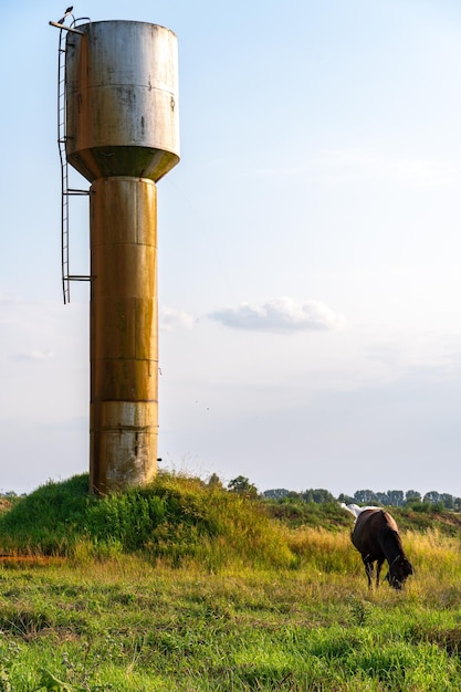 Un caballo de pura sangre marrón en un pasto come hierba verde Un caballo camina a través de un prado verde durante la puesta de sol contra el fondo de una torre de agua Producción de carne de granja de ganado