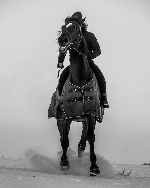 Foto caballo que corre