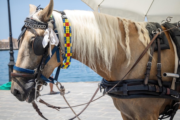 Caballo que lleva un carro turístico