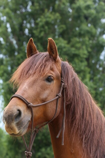 Caballo en el rancho