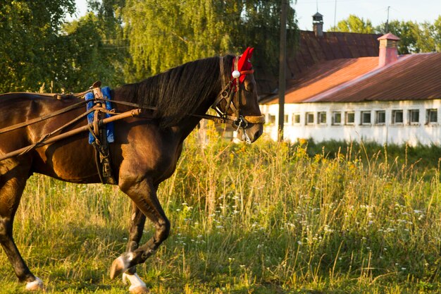 El caballo regresa al establo después de la carrera.