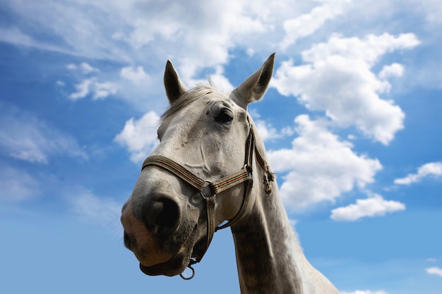 caballo retrato