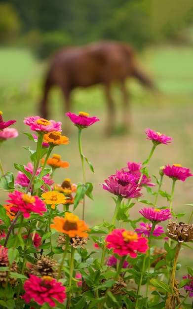 Caballo rojo comiendo hierba verde en un campo cerca de casa y árboles al aire libre en el campo de verano