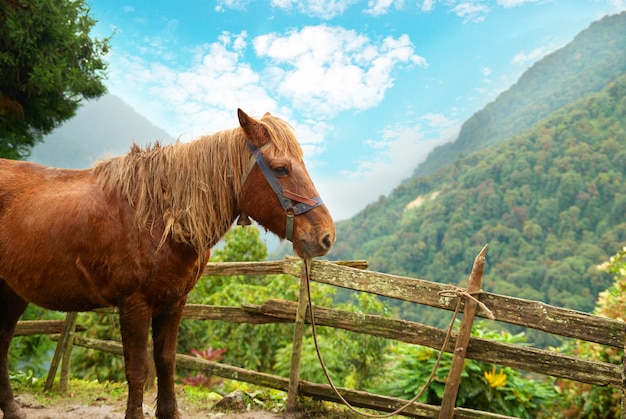 Caballo rojo en la finca que rodea el bosque