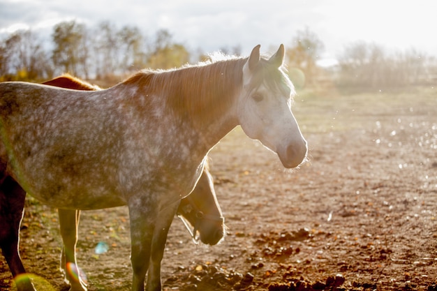 Caballo rojo en la naturaleza, puesta de sol en el campo