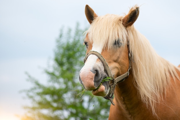 Caballo rumiante comiendo hierba